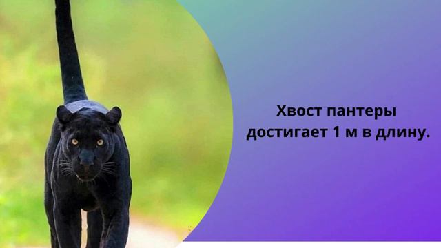 Интересные факты о черной пантере Черная пантера