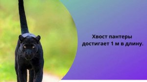 Интересные факты о черной пантере Черная пантера