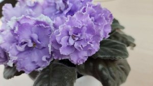 Сортовая фиалка НК-Лилон-Лила