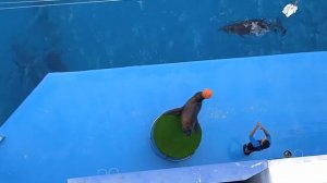 Морской котик играет в мяч