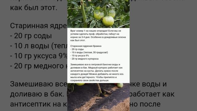 20 лет эта болтушка спасает от фитофторы на томатах. «Ядреная» бражка для помидор, на зависть сосед