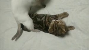 ПЕРВАЯ ВЯЗКА ШОТЛАНДСКОЙ ВИСЛОУХОЙ КОШКИ