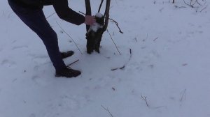#охотаназайца Зимний лес тихая охота на зайца