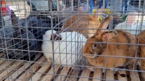 Собачий Рынок в Одессе. Птичий Рынок. Продажа Куры, Кролики, Утки. Одесса сегодня