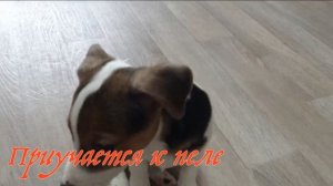 ДЖЕК РАССЕЛ ТЕРЬЕР.  ВОЗРАСТ 2 МЕСЯЦА 25 ДНЕЙ. ХОТИТЕ ТАКУЮ СОБАКУ ИЛИ НЕТ? НИ КАПЛИ НЕ ЖАЛЕЮ!