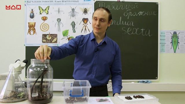 Мастер-класс "Кормление бабочек, вылупившихся из кокона" смотреть онлайн