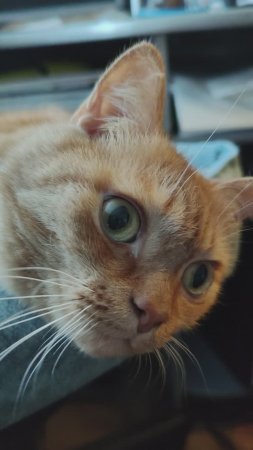 Кот Филя включил свою урчалку