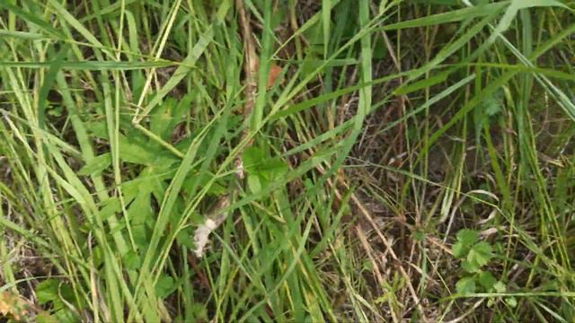 Зачем нам Сочи и Анапа .Мастер класс.Клубника смотреть онлайн