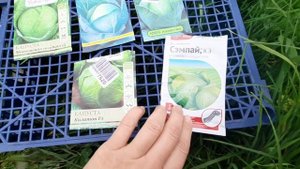 Лучшие сорта поздней капусты для Московского региона. Урожай 2020.