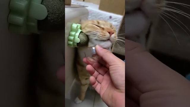 Если кот вас достаёт, то купите ему шарик из кошачьей мяты. Сразу отвлечётся