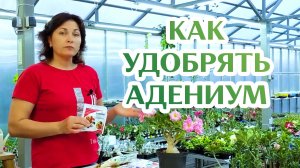 Как Удобрять Адениум