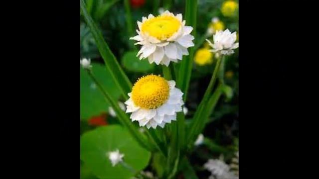 #Амитостигма #Аммобиум #Анакамптис Цветы садовые13 Декоративные растения