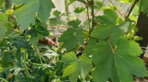 Виноград Сверх ранний красный мускат. Сезон 2021. Ленинградская область.