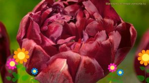 Тюльпан махровый Анкл Том. Краткий обзор, описание характеристик tulipa Uncle Tom