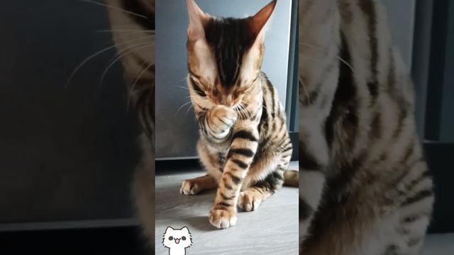 КотАсик. Кот ест сметану и умывается. Урчание asmr. cat kitten кот мимимишность сметана asmr