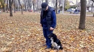 ДРЕССИРОВКА СПАНИЕЛЯ РОНИ. Russian Spaniel.Русский спаниель.Odessa.