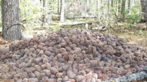 Осень ты на грусть мою похожа,осень