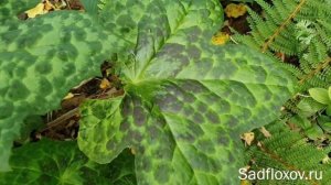 Редкий и шикарный подофилл Калейдоскоп, в моем саду