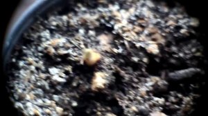 Метеор 5-1 17-69mm f1.9