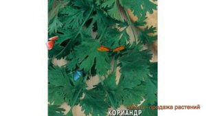 Кориандр обыкновенный Бородинский (borodinskiy) ? обзор: как сажать, семена кориандра Бородинский