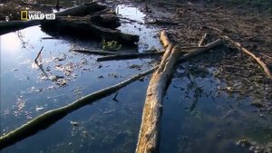 Дунай - Европейская Амазонка