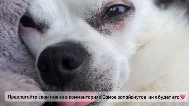 ШОК!МЫ ПРИРУЧИЛИ ВОРОБЬЯ?!…подкармливаем птичек!? смотреть онлайн