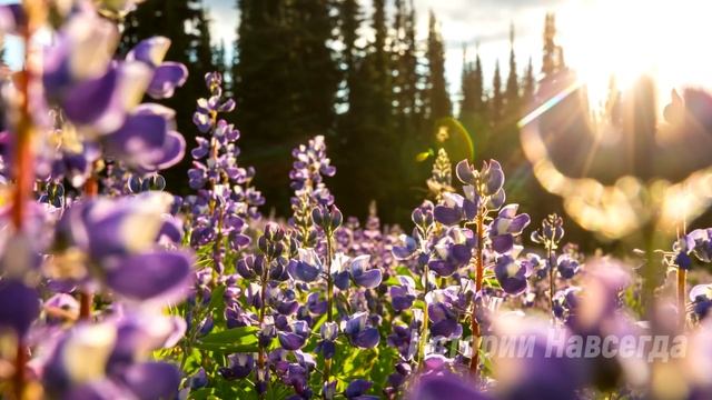 Мажорки смеялись над бедной девочкой, увидя это уборщик школы решил… смотреть онлайн