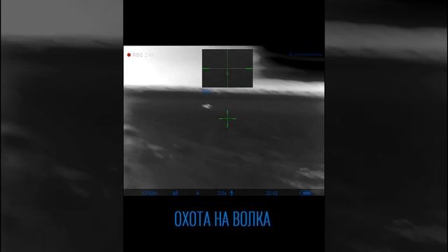 Охота на волка на вабу. На приваде