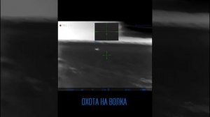 Охота на волка на вабу. На приваде