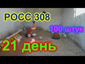 Росс 308    Российский бройлер!!! Какой вес в 21 день!!!