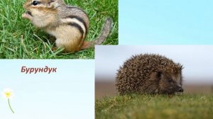 Кто в лесу живёт и что в лесу растёт