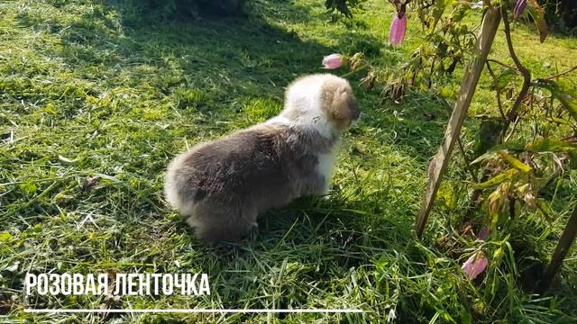Первая прогулка малышки с розовой ленточкой из Т-помета питомника "Фрай Винд"