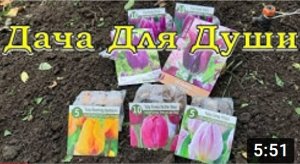 СУПЕР-ИДЕЯ для цветника из ТЮЛЬПАНОВ! Сажаем прямо сейчас ???