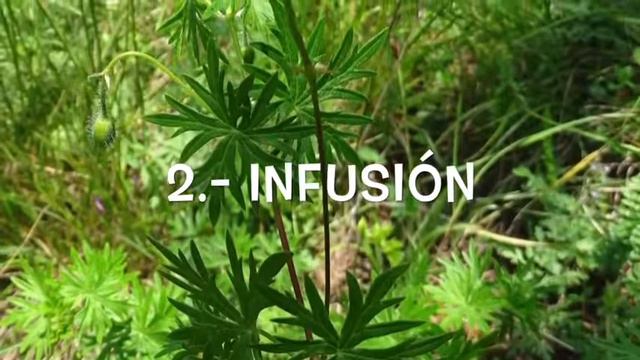 Geranio Silvestre alternativa natural para estomatitis,gingivitis,cicatrisante de heridas. смотреть онлайн