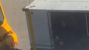 ? Вот так аккуратно швыряют багаж пассажиров в аэропорту Домодедово