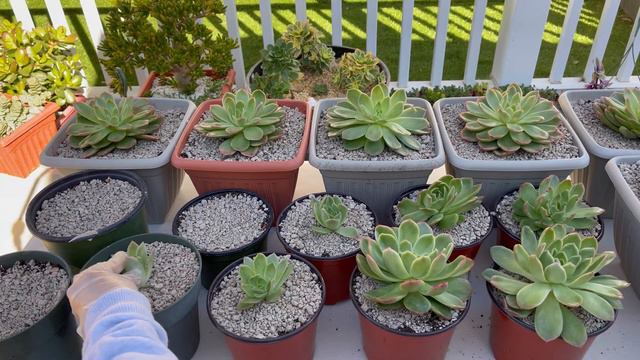 Propagate Echeveria in the Winter/ Nhân Giống Sen Đá vào mùa Đông смотреть онлайн