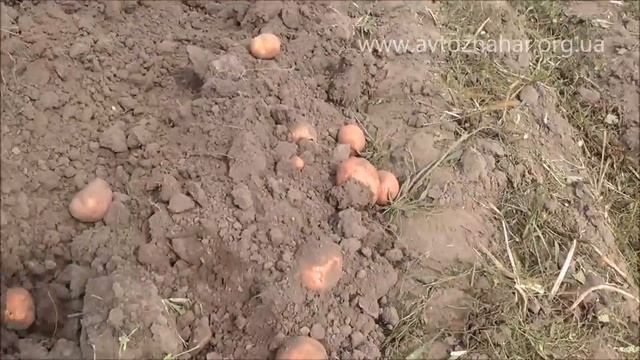 Мотоблок - копка картофеля самодельной копалкой