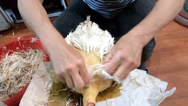 Выращивание Бройлеров В Домашних Условиях. Забой, ощипывание, потрошение.