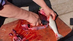 Чистим горбушу. #горбуша #рыбалка