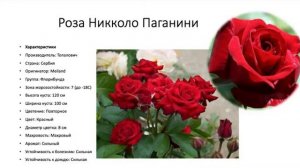 Сорта роз. Лучшие сорта роз. Розы флорибунда сорта. Описание сорта розы