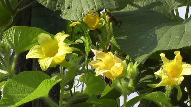 Тладианта сомнительная