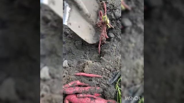 Подкоп батата сорт Баю Белл смотреть онлайн