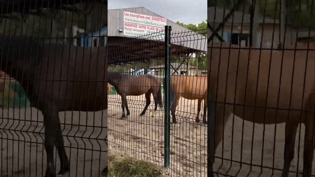 Лошади в Poney Club Chatou в пригороде Парижа