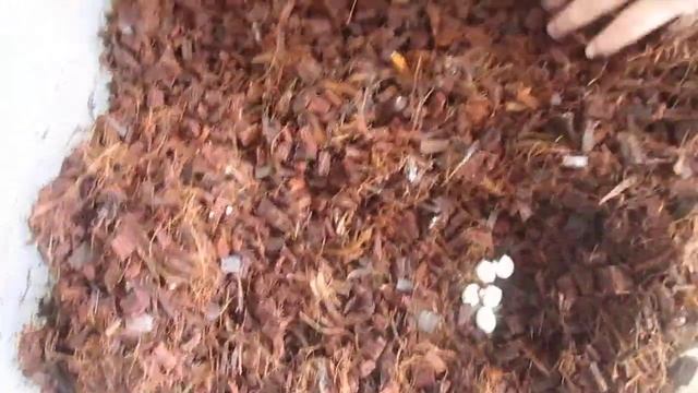 Кладка яиц архахатины