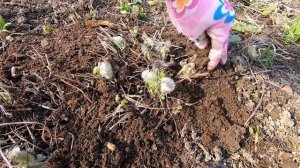 Обрежьте эти цветы весной! 16 растений, которые нужно обрезать весной в саду.