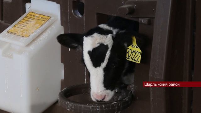 13022023 У руководства фермы в Шарлыкском районе большие планы на 2023 год смотреть онлайн