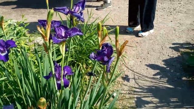 Кусочек Англии//Розарий-пионарий ботанического сада Петра Великого!// смотреть онлайн