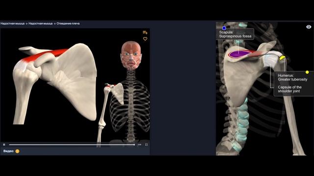Анатомия. Надостной мышцы. Функции, начало, крепление
