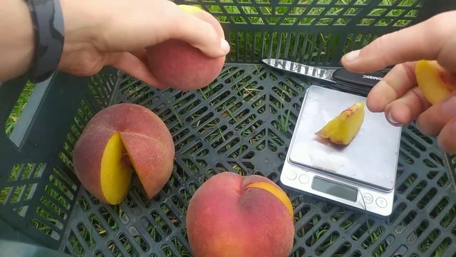 персик Роял Естет, Роял Джимм, Лаурол. смотреть онлайн