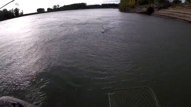 Две щуки с одной точки одновременно Рыбалка на Иртыше с тренером Павлодар смотреть онлайн